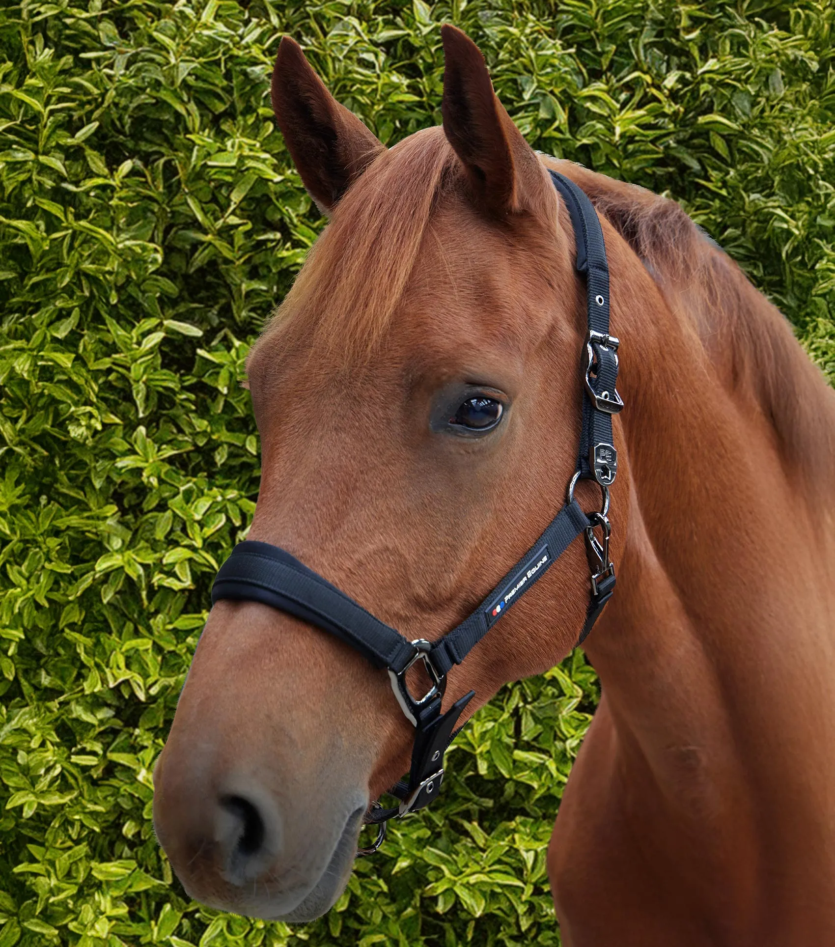 Corda Padded Head Collar with Lead Rope Black